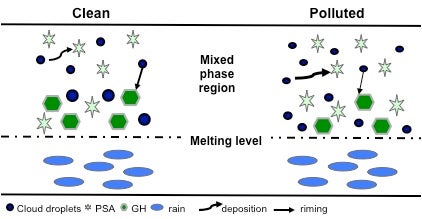 Fig. 13. Summary schematic showing the changes to the microphysical properties of the mixed-phase portion of the warm-frontal cloud and the total precipitation. Vapor deposition onto pristine ice, snow and aggregates (PSA) increases (as indicated by the change in arrow thickness) while riming of the mixed-phase species (GH) decreases. These two trends in the growth of ice mass cancel one another resulting in little change in the total ice mass and little change in rain production through melting. Differences in size and number of hydrometeors between the clean and polluted scenarios indicate qualitative changes.
